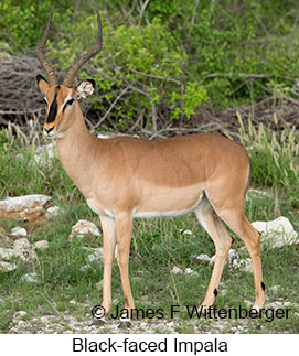 Black-faced Impala - &copy; James F Wittenberger and Exotic Birding LLC