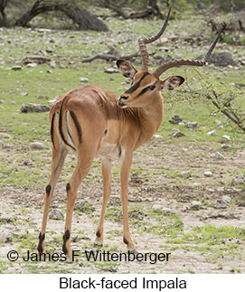 Black-faced Impala - © James F Wittenberger and Exotic Birding LLC Black-faced Impala - © James F Wittenberger and Exotic Birding LLC