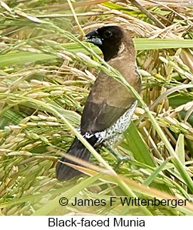 Black-faced Munia - &copy; James F Wittenberger and Exotic Birding LLC