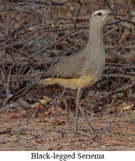 Black-legged Seriema - courtesy Cesar Bollatty