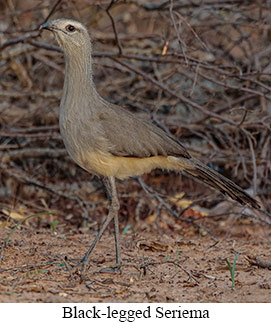 Black-legged Seriema - courtesy Cesar Bollatty