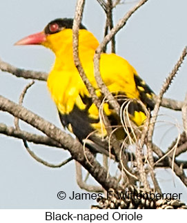 Black-naped Oriole - &copy; James F Wittenberger and Exotic Birding LLC
