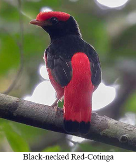 Black-necked Red-Cotinga - courtesy Cesar Bollatty