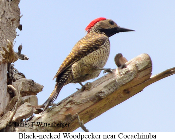 Black-necked Woodpecker - &copy; James F Wittenberger and Exotic Birding LLC