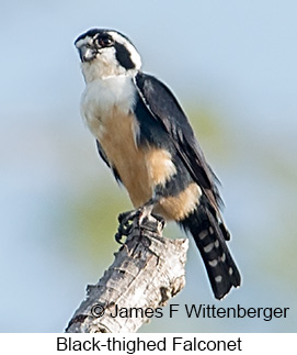 Black-thighed Falconet - &copy; James F Wittenberger and Exotic Birding LLC