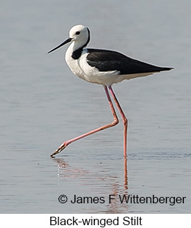 Black-winged Stilt - &copy; James F Wittenberger and Exotic Birding LLC