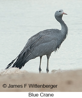 Blue Crane - &copy; James F Wittenberger and Exotic Birding LLC
