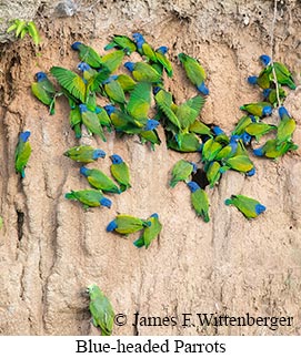 Blue-headed Parrots - &copy; James F Wittenberger and Exotic Birding LLC