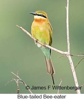 Blue-tailed Bee-eater - &copy; James F Wittenberger and Exotic Birding LLC