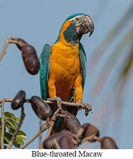 Blue-throated Macaw - courtesy Cesar Bollatty
