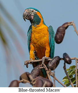 Blue-throated Macaw - courtesy Cesar Bollatty