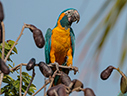 Blue-throated Macaw - courtesy Cesar Bollaty