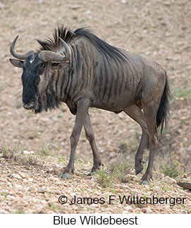 Blue Wildebeest - &copy; James F Wittenberger and Exotic Birding LLC