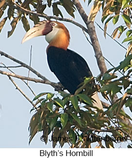 Blyth's Hornbill - &copy; James F Wittenberger and Exotic Birding LLC