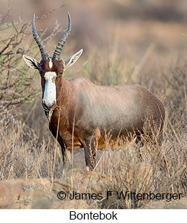 Bontebok - &copy; James F Wittenberger and Exotic Birding LLC
