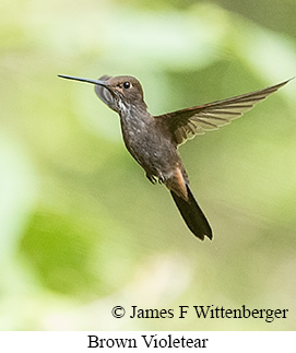 Brown Violetear - &copy; James F Wittenberger and Exotic Birding LLC