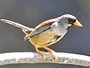Buff-bridled Inca-Finch - &copy; James F Wittenberger and Exotic Birding LLC