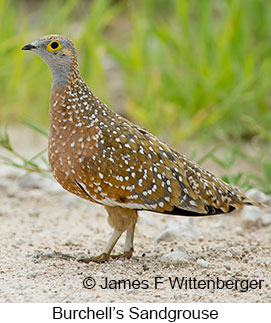 Burchell's Sandgrouse - &copy; James F Wittenberger and Exotic Birding LLC