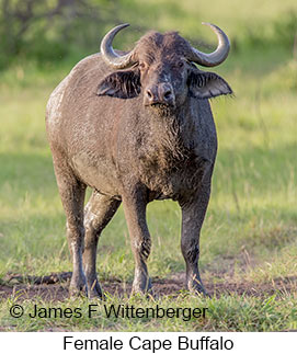 Cape-buffalo Female - © James F Wittenberger and Exotic Birding LLC Cape-buffalo Female - © James F Wittenberger and Exotic Birding LLC