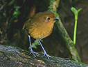 Chachapoyas Antpitta - &copy; James F Wittenberger and Exotic Birding LLC