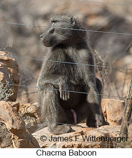 Chacma Baboon - &copy; James F Wittenberger and Exotic Birding LLC