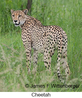 Cheetah - &copy; James F Wittenberger and Exotic Birding LLC
