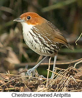 Chestnut-crowned Antpitta - &copy; Laura L Fellows and Exotic Birding LLC