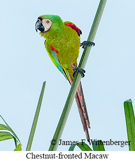 Chestnut-fronted Macaw - &copy; James F Wittenberger and Exotic Birding LLC