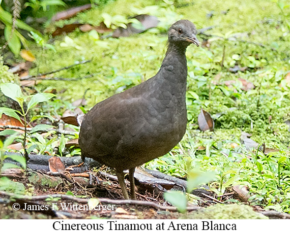 Cinereous Tinamou - &copy; James F Wittenberger and Exotic Birding LLC