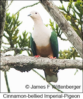 Cinnamon-bellied Imperial-Pigeon - &copy; James F Wittenberger and Exotic Birding LLC