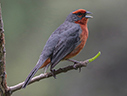 Cochabamba Mountain-Finch - courtesy Cesar Bollaty