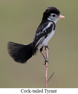 Cock-tailed Tyrant - courtesy Cesar Bollatty