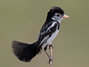 Cock-tailed Tyrant - courtesy Cesar Bollaty
