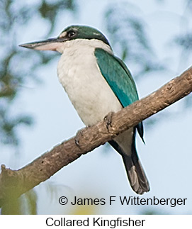 Collared Kingfisher - &copy; James F Wittenberger and Exotic Birding LLC