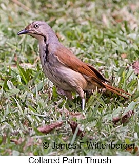 Collared Palm-Thrush - &copy; James F Wittenberger and Exotic Birding LLC