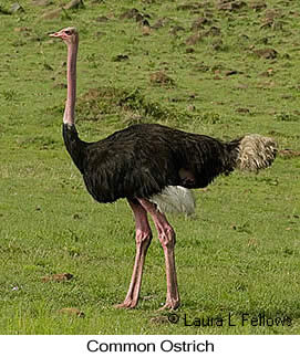 Common Ostrich - &copy; Laura L Fellows and Exotic Birding LLC