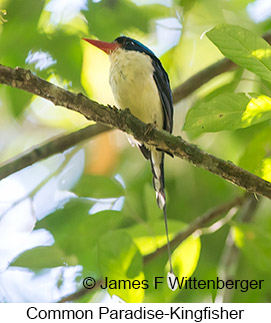 Common Paradise-Kingfisher - &copy; James F Wittenberger and Exotic Birding LLC