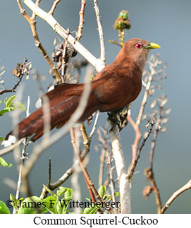 Common Squirrel-Cuckoo - &copy; James F Wittenberger and Exotic Birding LLC