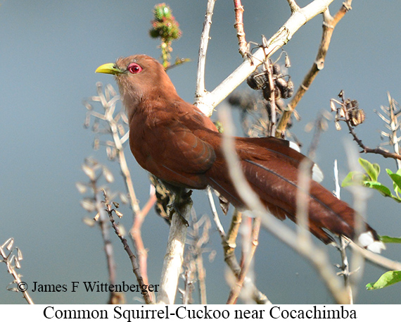 Common Squirrel-Cuckoo - &copy; James F Wittenberger and Exotic Birding LLC