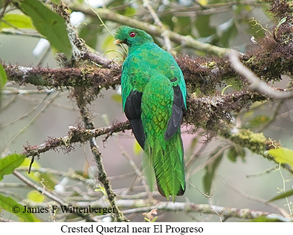 Crested Quetzal - &copy; James F Wittenberger and Exotic Birding LLC