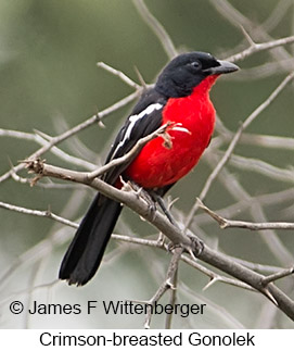 Crimson-breasted Gonolek - &copy; James F Wittenberger and Exotic Birding LLC