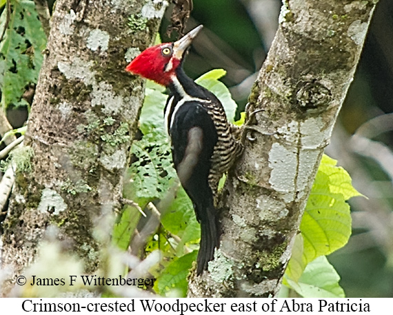 Crimson-crested Woodpecker - &copy; James F Wittenberger and Exotic Birding LLC