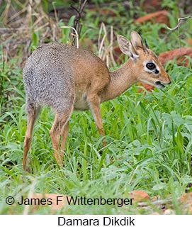 Damara Dikdik - © James F Wittenberger and Exotic Birding LLC Damara Dikdik - © James F Wittenberger and Exotic Birding LLC