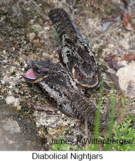 Diabolical Nightjar - &copy; James F Wittenberger and Exotic Birding LLC