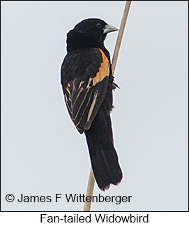 Fan-tailed Widowbird - &copy; James F Wittenberger and Exotic Birding LLC