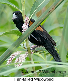 Fan-tailed Widowbird - &copy; James F Wittenberger and Exotic Birding LLC