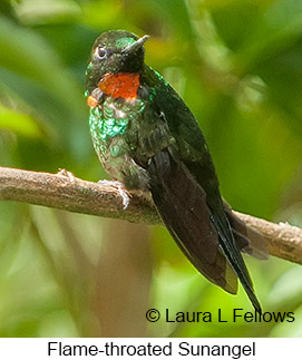 Little Sunangel - &copy; Laura L Fellows and Exotic Birding LLC