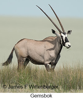 Gemsbok - © James F Wittenberger and Exotic Birding LLC Gemsbok - © James F Wittenberger and Exotic Birding LLC