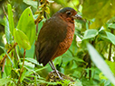 Giant Antpitta - &copy; Laura L Fellows and Exotic Birding LLC