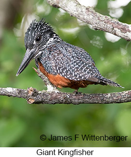 Giant Kingfisher - &copy; James F Wittenberger and Exotic Birding LLC